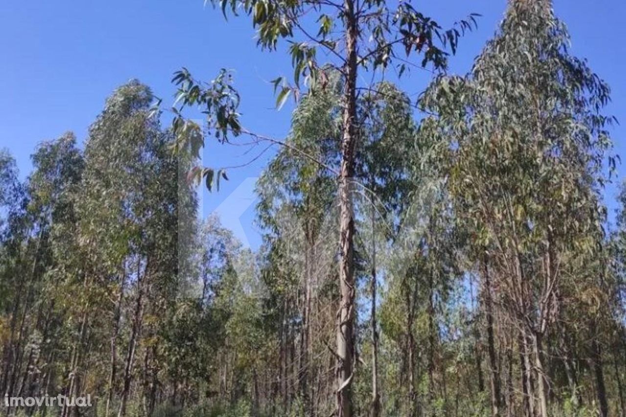 Terreno Rústico na localidade de Engarela, Penamacor, com 8.750m2.