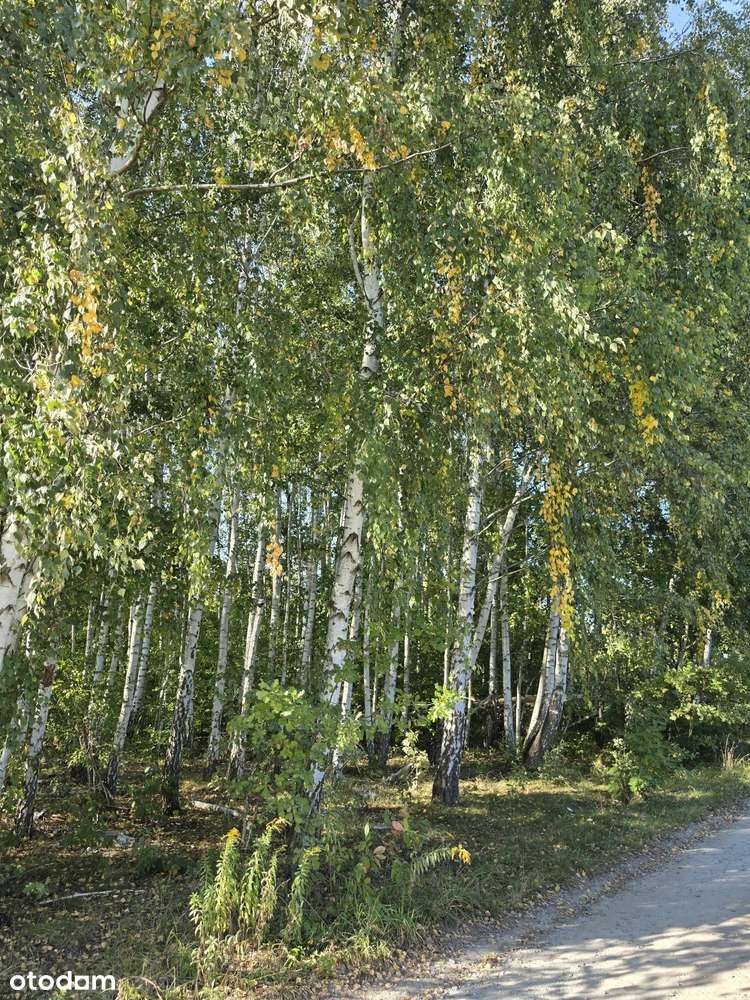 Działka 761m2 Rąbień 210 tys.zł.-2