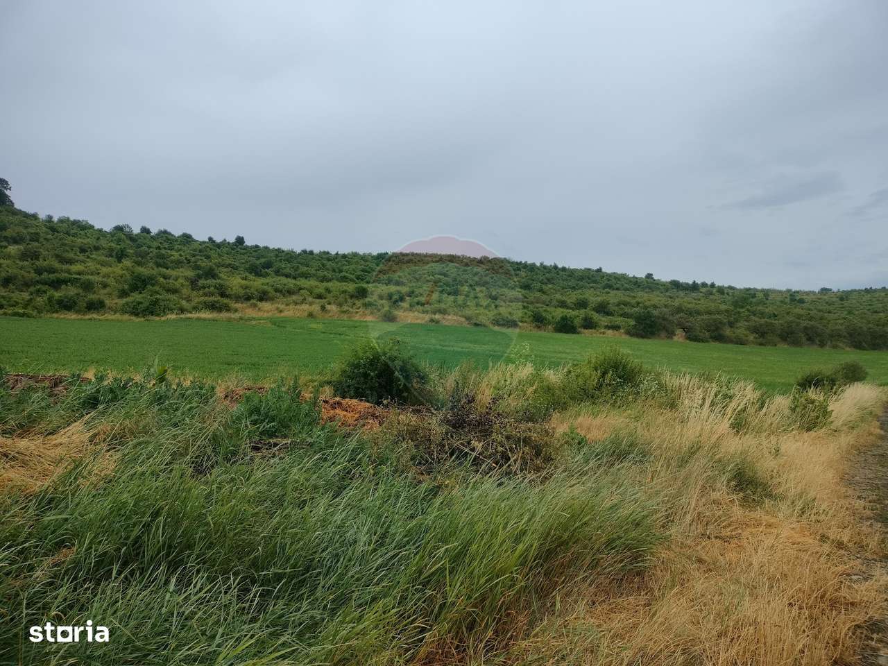 Teren extravilan 18200 mp Reghin - Imagine principală: 2/3