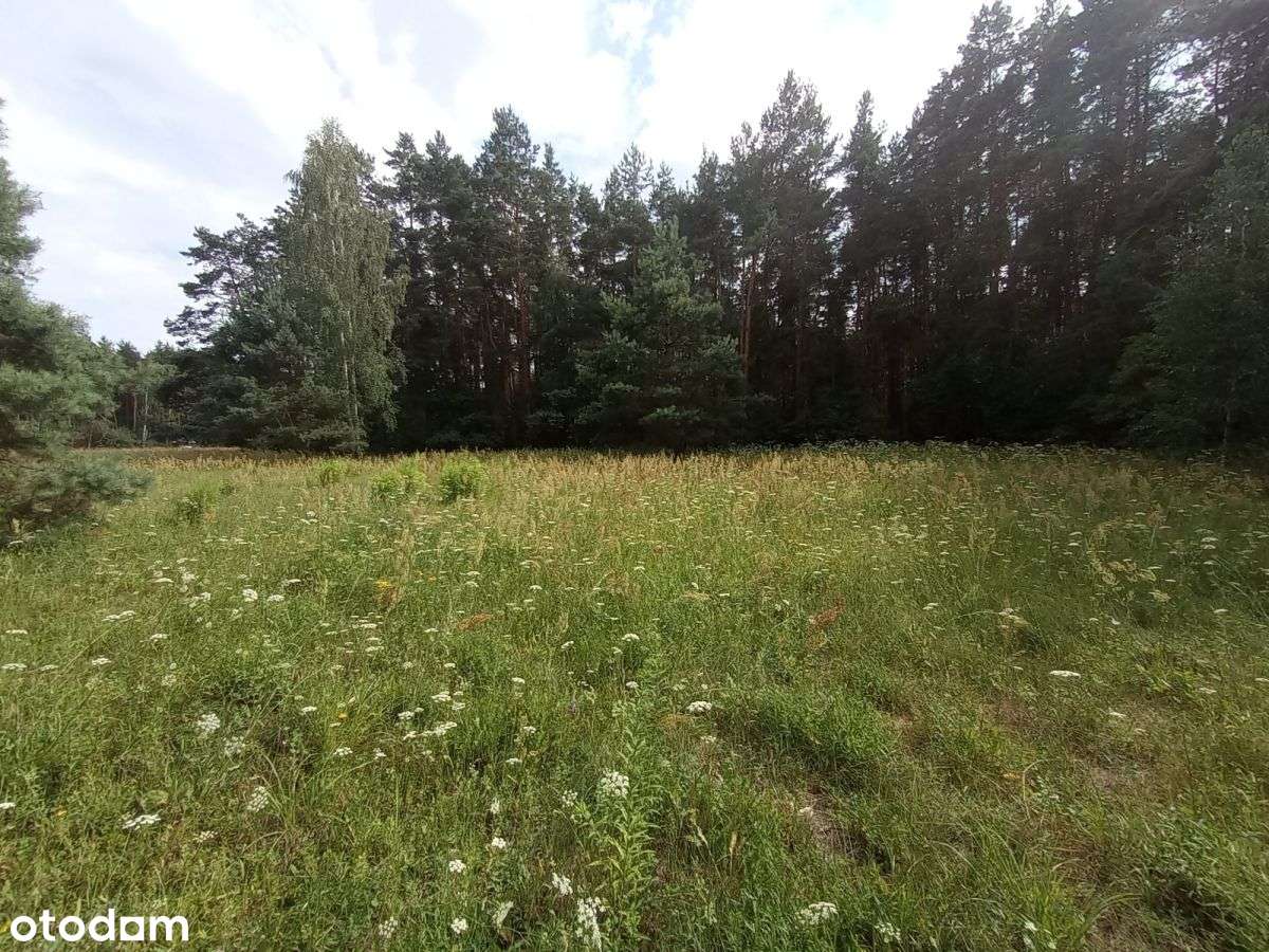 Prywatny las z polaną – idealny na weekendy! - Pełny obrazek: 5/17