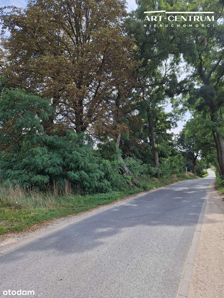 Działka w Serocku z drzewami-8