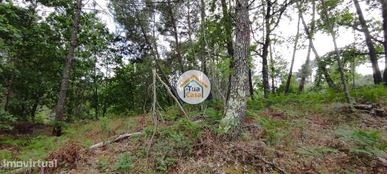 Terreno Rústico em Aguiar da Beira - Grande imagem: 4/21