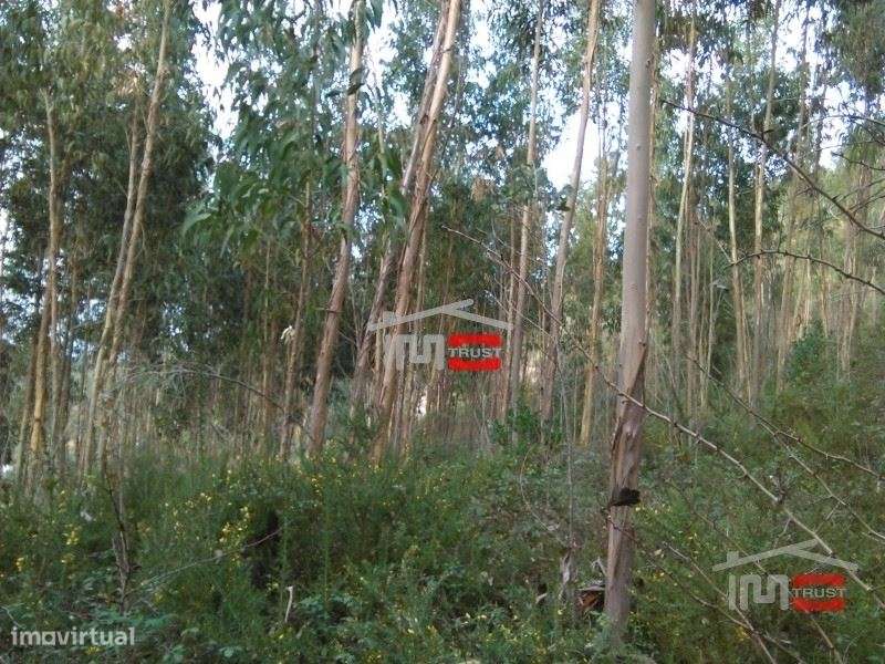 TERRENO c/ PINHAL e eucaliptos - Grande imagem: 2/2