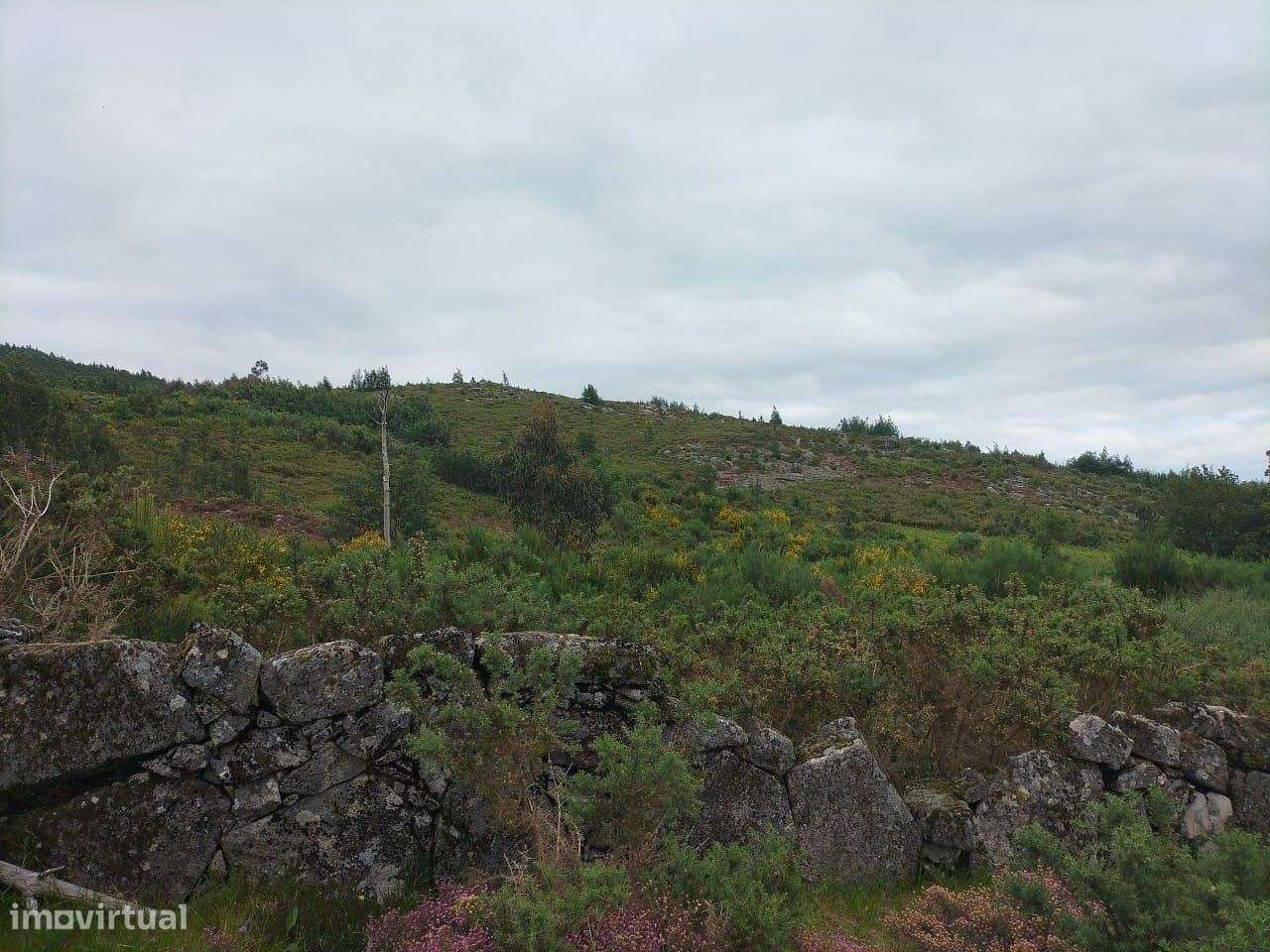 Terreno VIEIRA DO MINHO - Grande imagem: 2/3