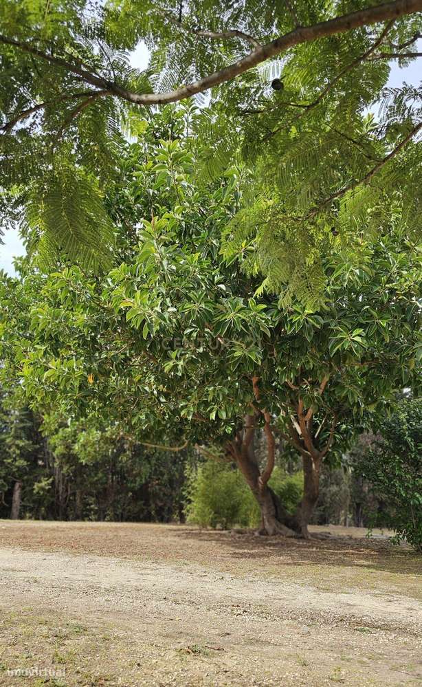 Quinta em Lagos, Praia da Luz,  46.000 m2, 2 casas e 2 Armazéns-5