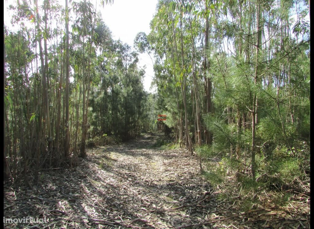 Terreno de Pinhal com eucaliptos a corte