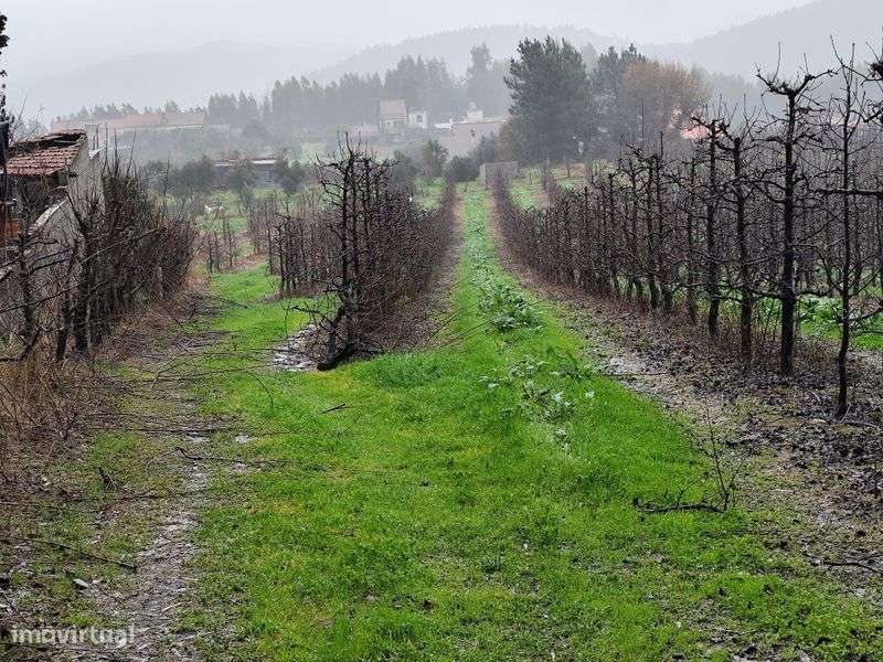 Vendo Terreno muito Bem Localizado Rua Francisco da Silva Madroeira Be - Grande imagem: 5/5