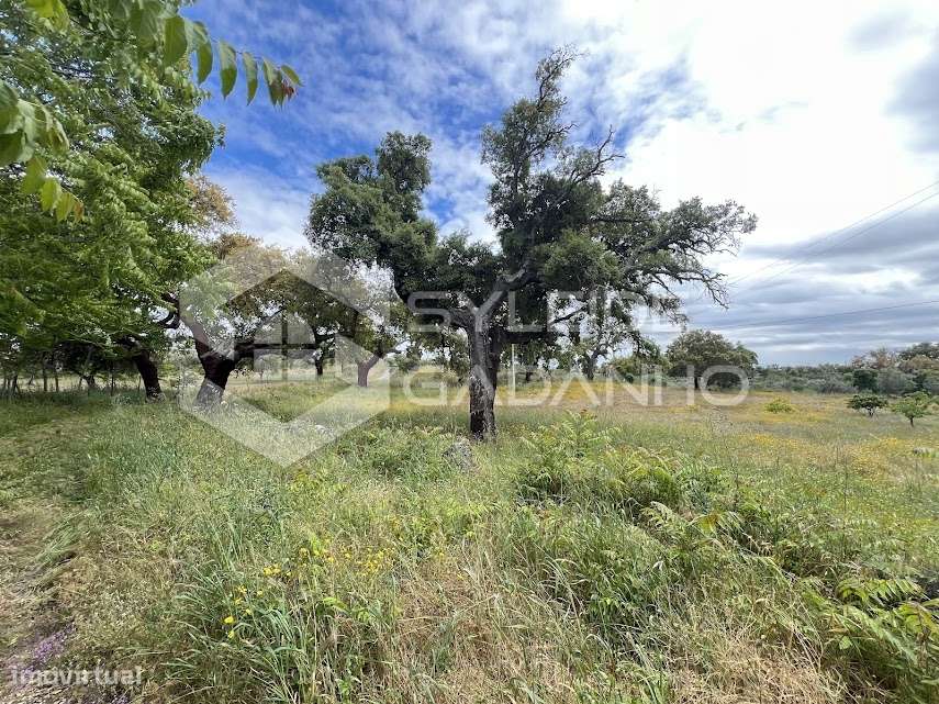 Terreno com casa agrícola para VENDA em São Miguel de Acha-13