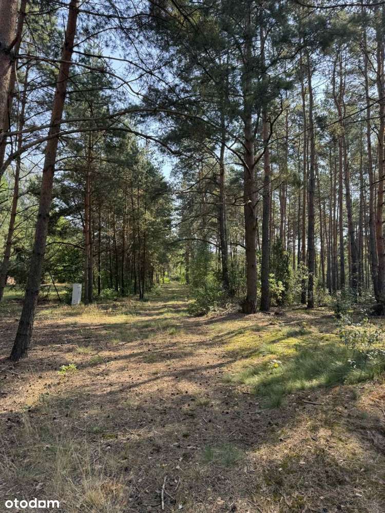Działka budowlana, las, cisza, 40 km od Warszawy-3
