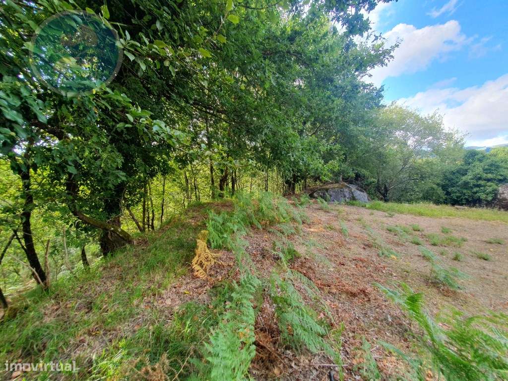 Quinta à venda para restauro em Arroteia freguesia de Rossas-49