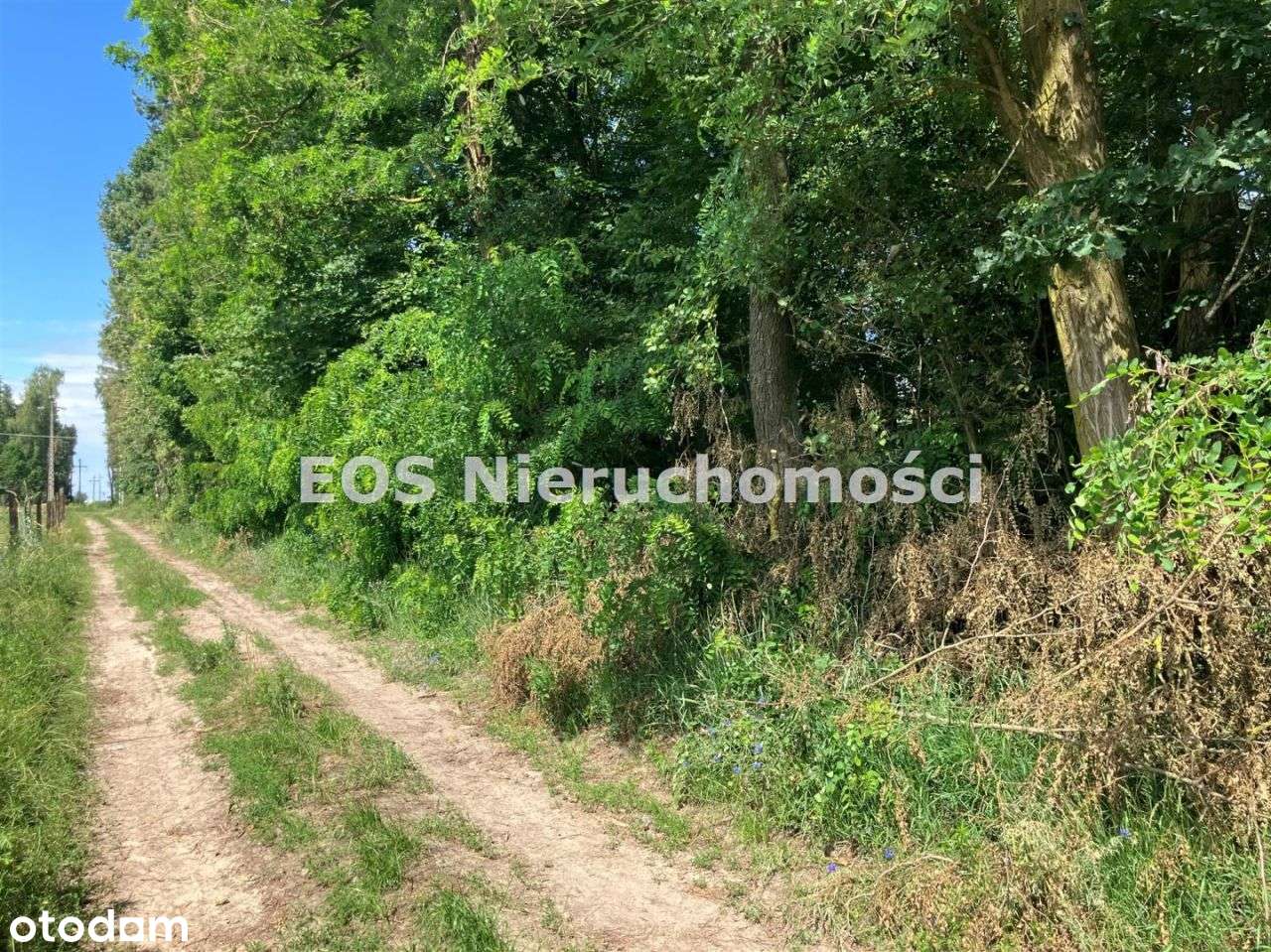 Działki leśne pod Białą Podlaską*pow.2,1886 ha - Pełny obrazek: 4/8