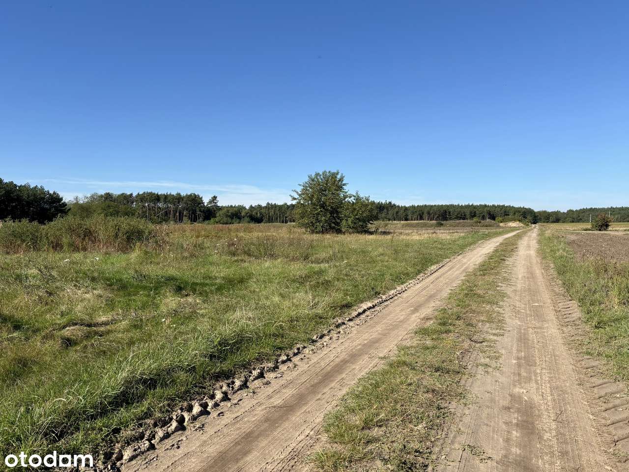 Działka leśna 2,35 ha, Kaszczor, pow. wolsztyński-9