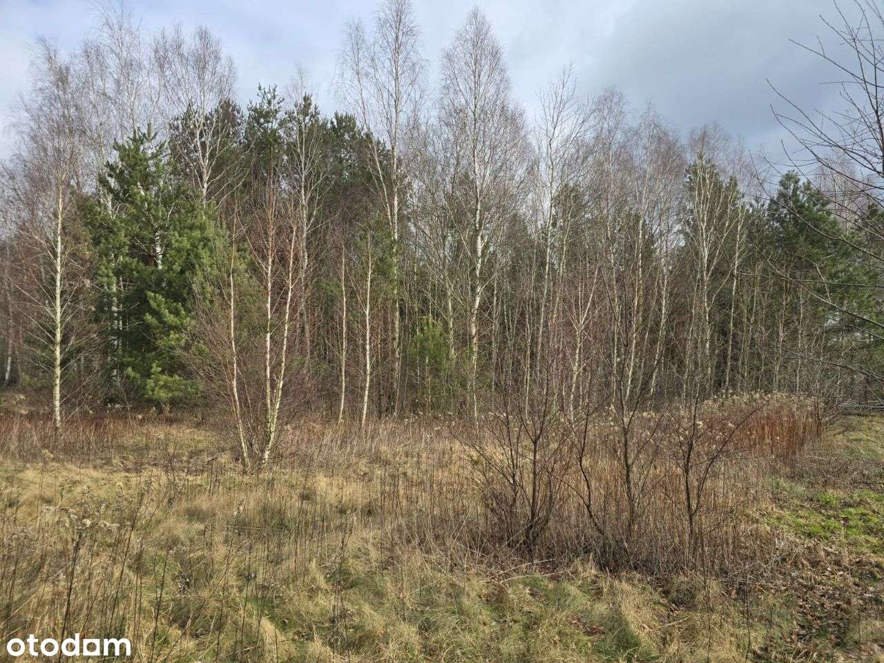 Sprzedam piękną DZIAŁKĘ graniczącą z LASEM