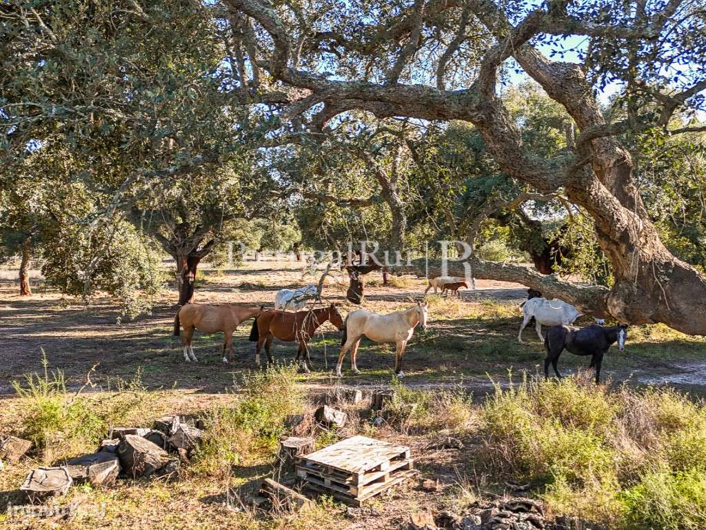 Herdade de 60 hectares para criação bovina e equina perto de Lisboa-43