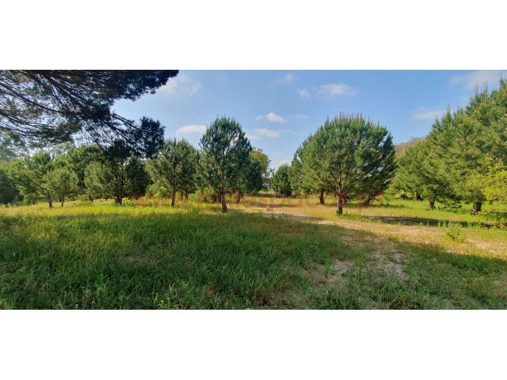 Terreno Gaveto com Estrada Nacional - Grande imagem: 3/31