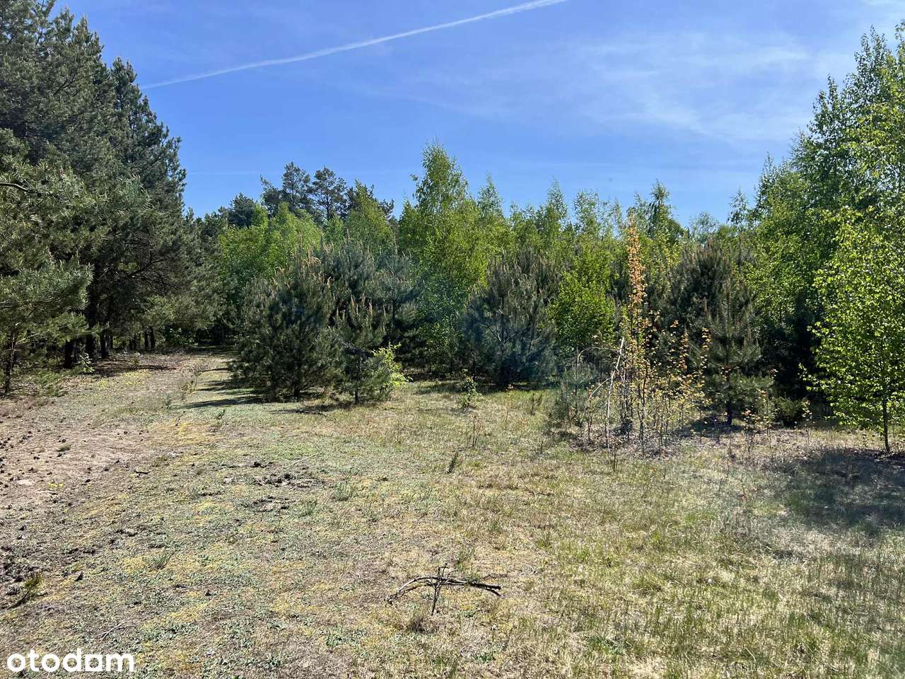 DZIAŁKA rekreacyjna BORSUKI-KOLONIA powiat PUŁTUSKI    3 249 m² - Pełny obrazek: 4/10