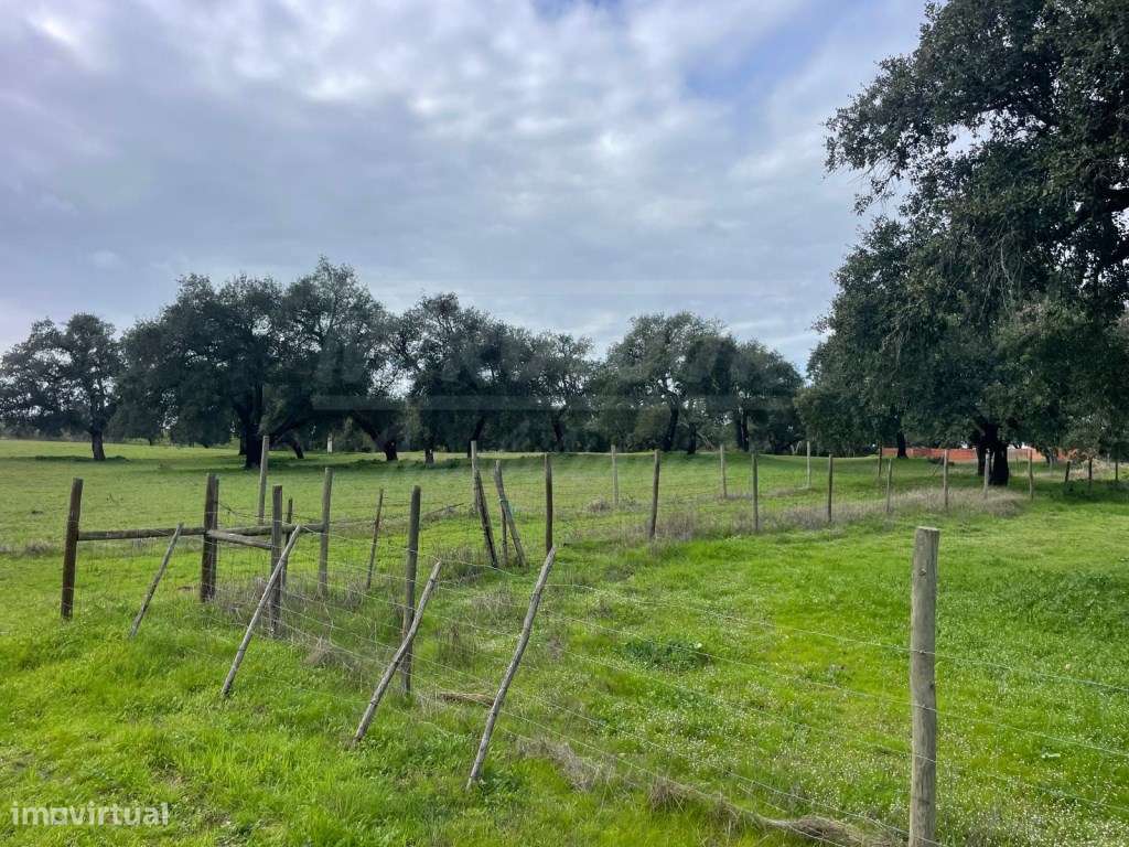 Propriedade Rústica com 11 Hectares junto a Canhestros-11
