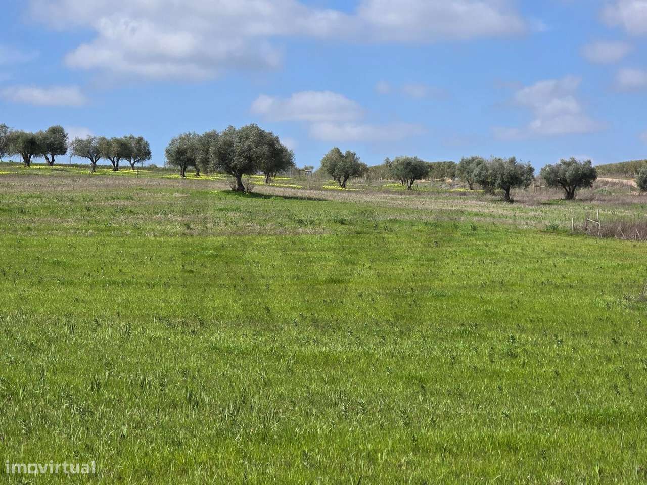 Terrenos agrícola junto à aldeia de Pedrógão do Alentejo - Vidigueira - Grande imagem: 4/24
