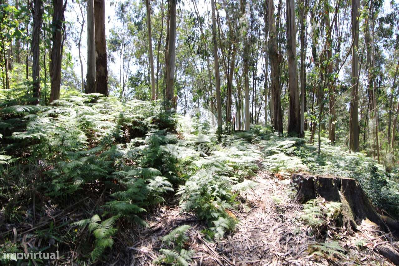 Terreno rústico com 1500m2 em S. Cosme, Famalicão - Grande imagem: 4/5
