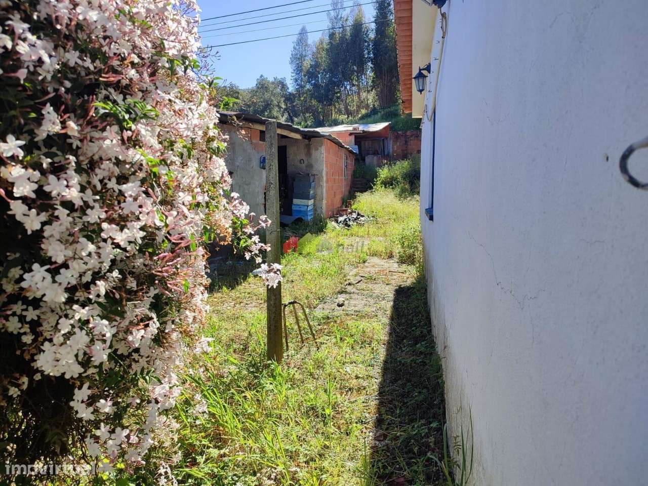 Moradia térrea c/ 680m2 de terreno na Carregueira – Chamusca - Grande imagem: 5/13