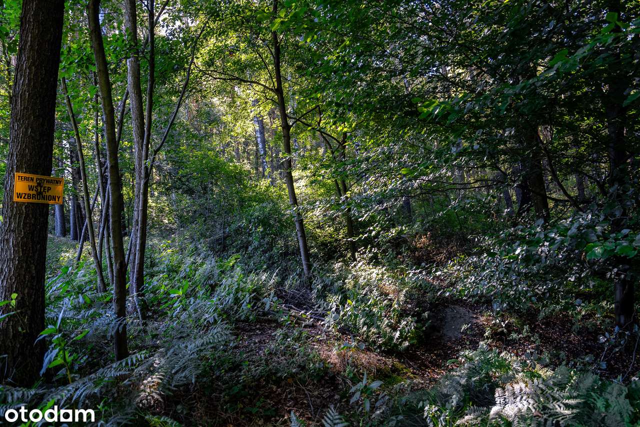 Działka w Rogożnej z mediami i pięknym widokiem na las.-5