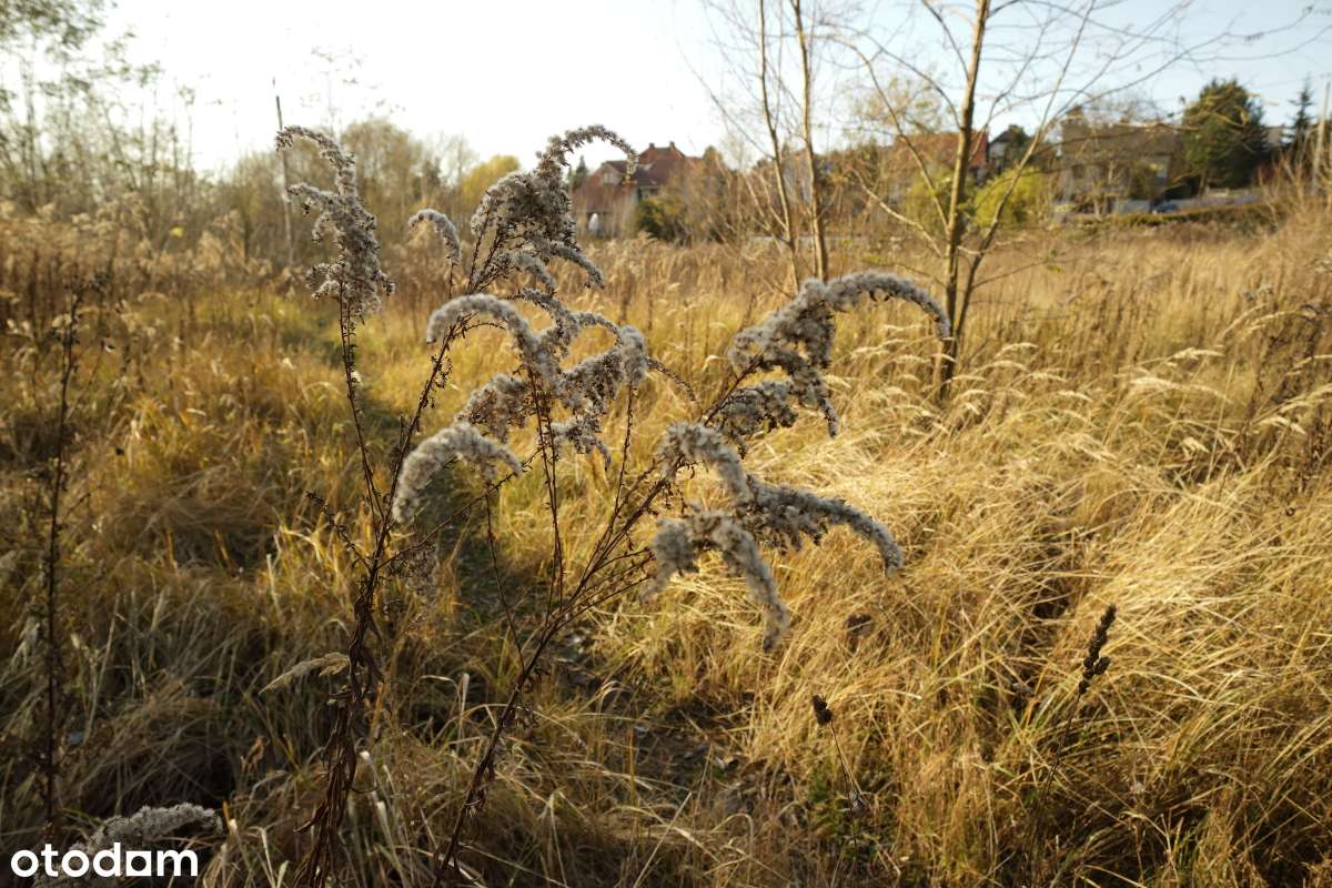Czerwonak 1,5 ha działka siedliskowa - okazja-3