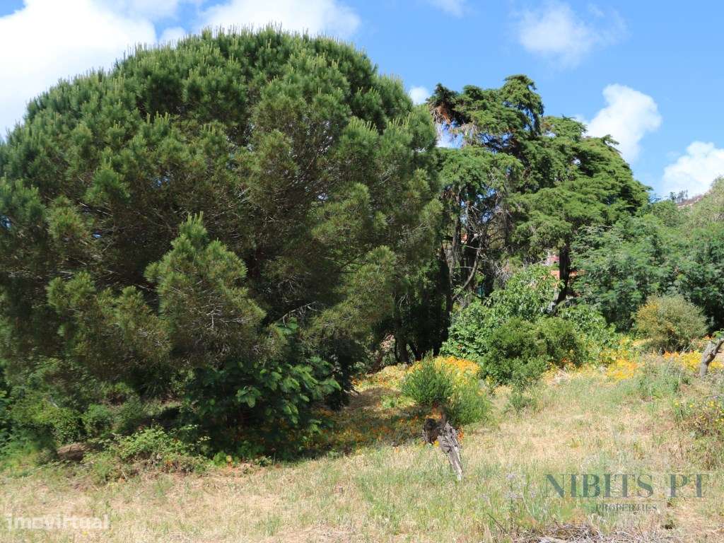 À VENDA: Lote com vista mar em Malveira da Serra - localização elev...-5