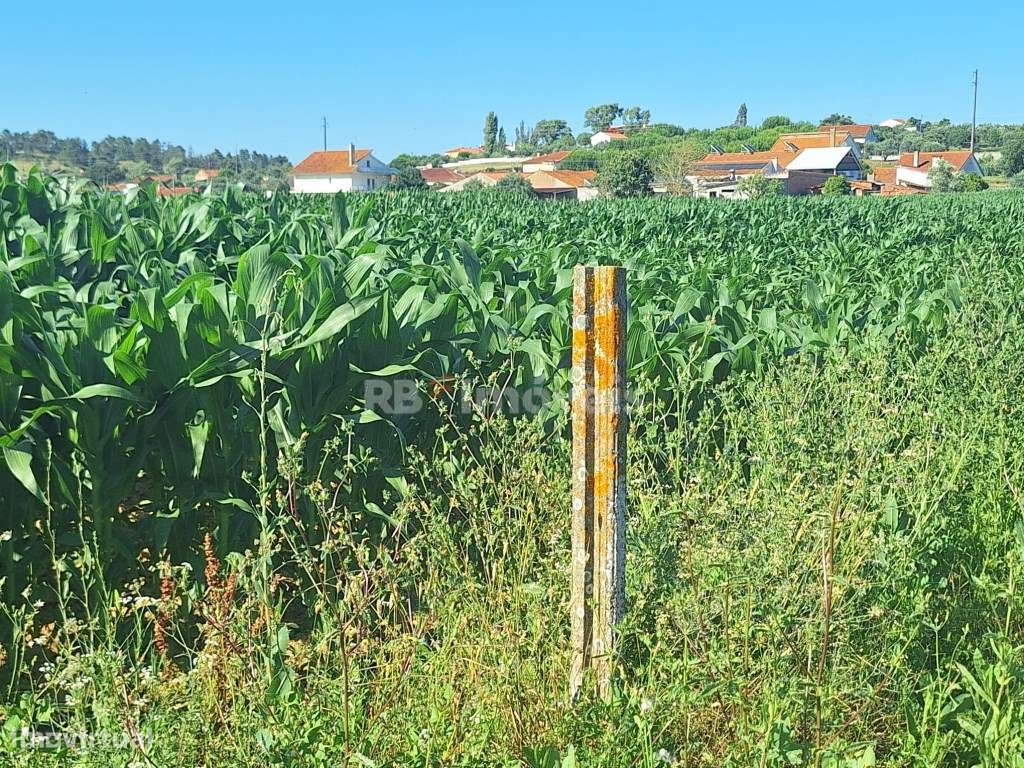 Terreno Rústico - São Pedro de Tomar - Grande imagem: 2/7