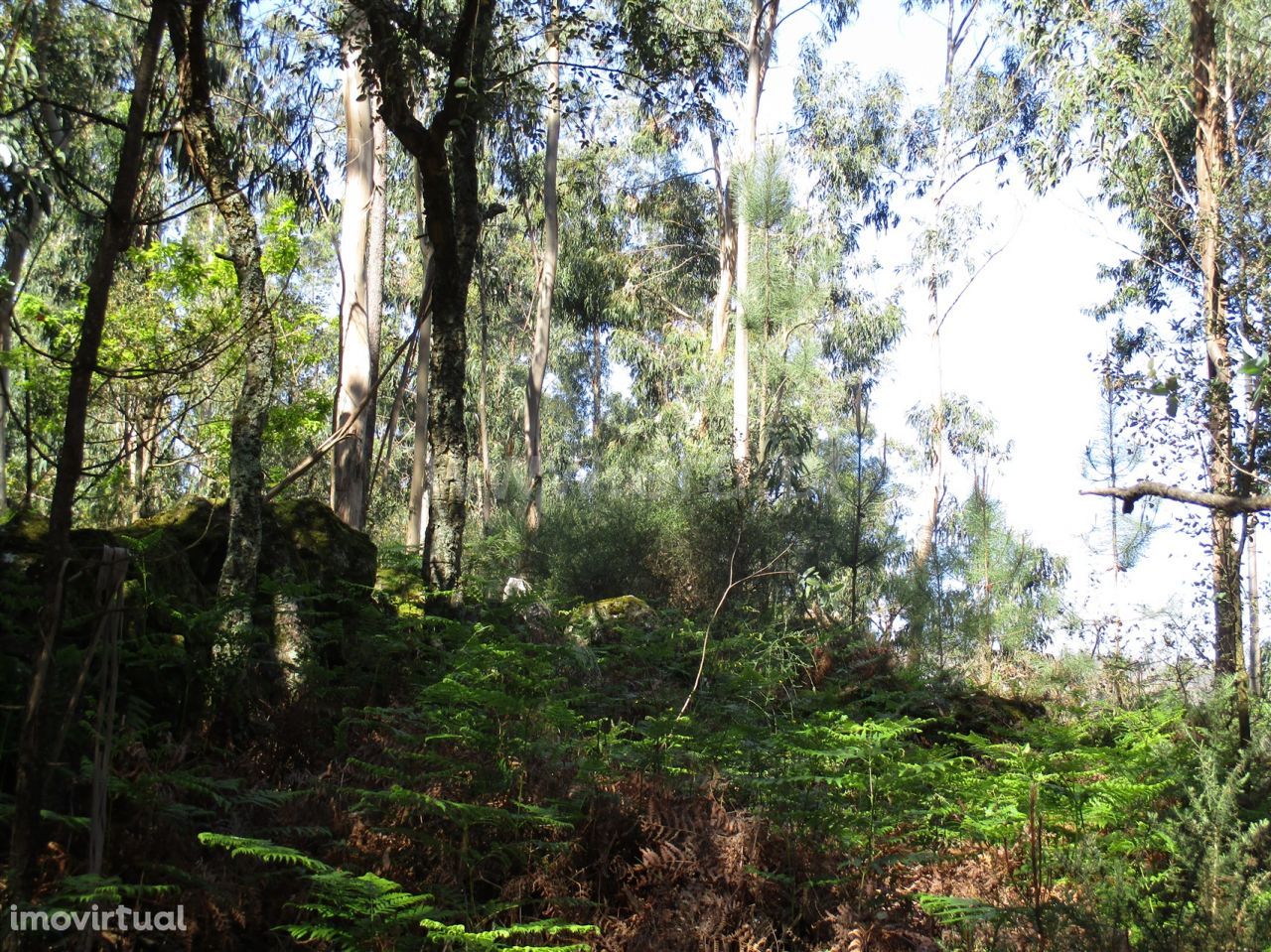 Terreno agrícola em palmeira de Faro, Esposende