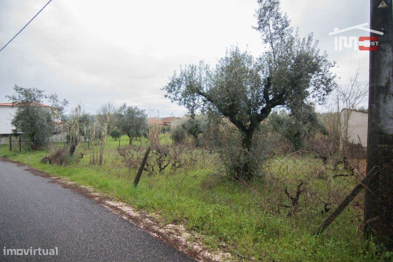 Terreno de semeadura e pousio com 16 oliveiras - Grande imagem: 5/5