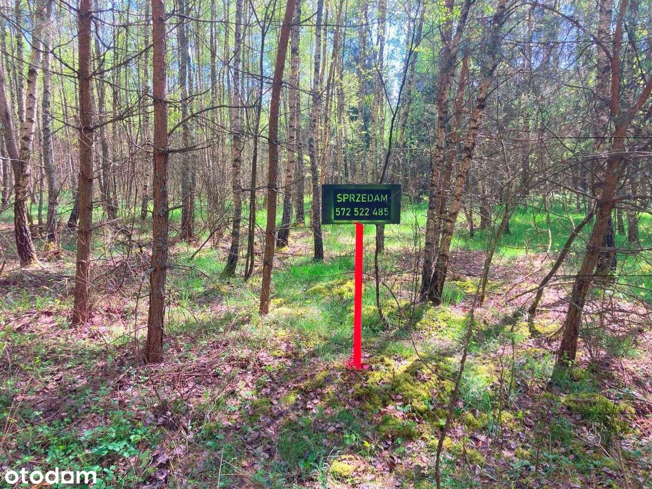 Smyków, gmina Raków - działka w lesie - Pełny obrazek: 5/12