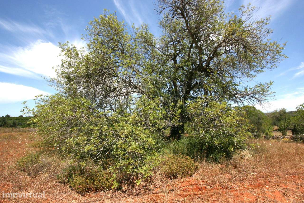 Terreno rustico com 50 Alfarrobeiras e muito bom acesso, S.B. Messines - Grande imagem: 4/13