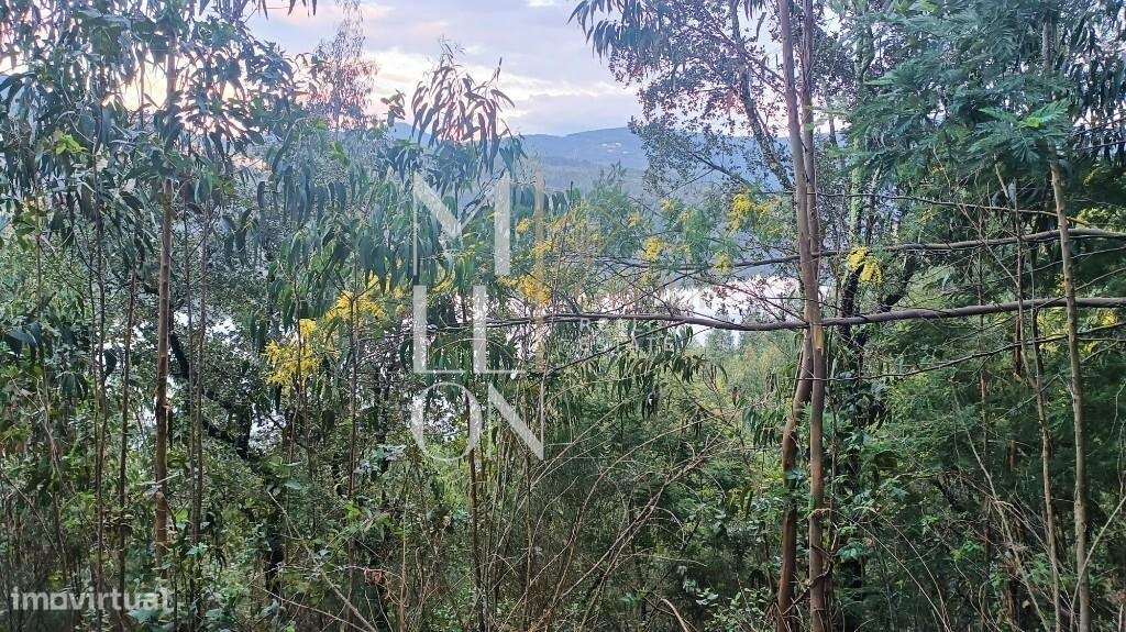 Terreno Rústico junto ao Rio Douro – Pedorido, Castelo de Paiva - Grande imagem: 4/9