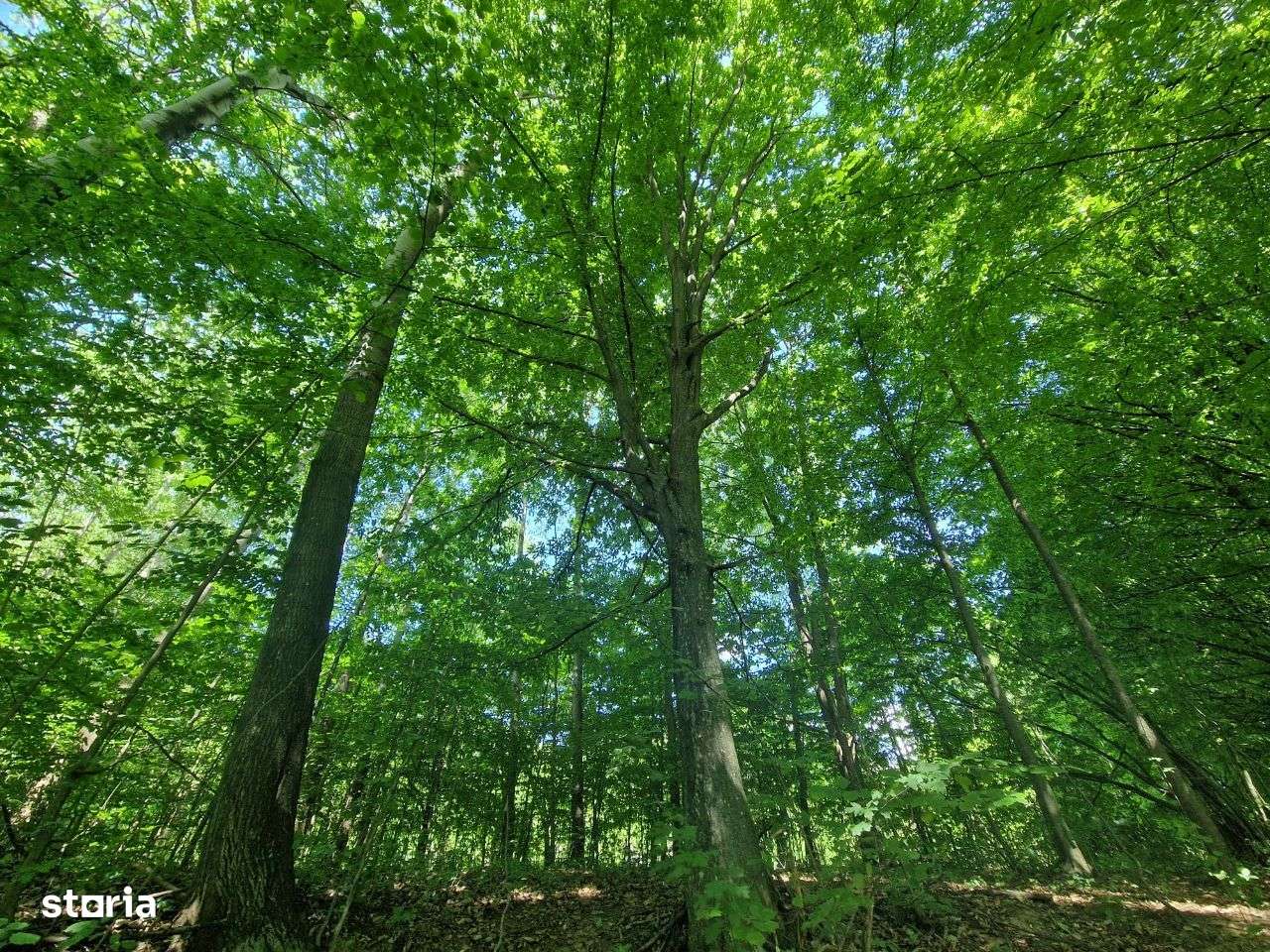 Teren intravilan Comarnic cartier Podul lung langa padure-16