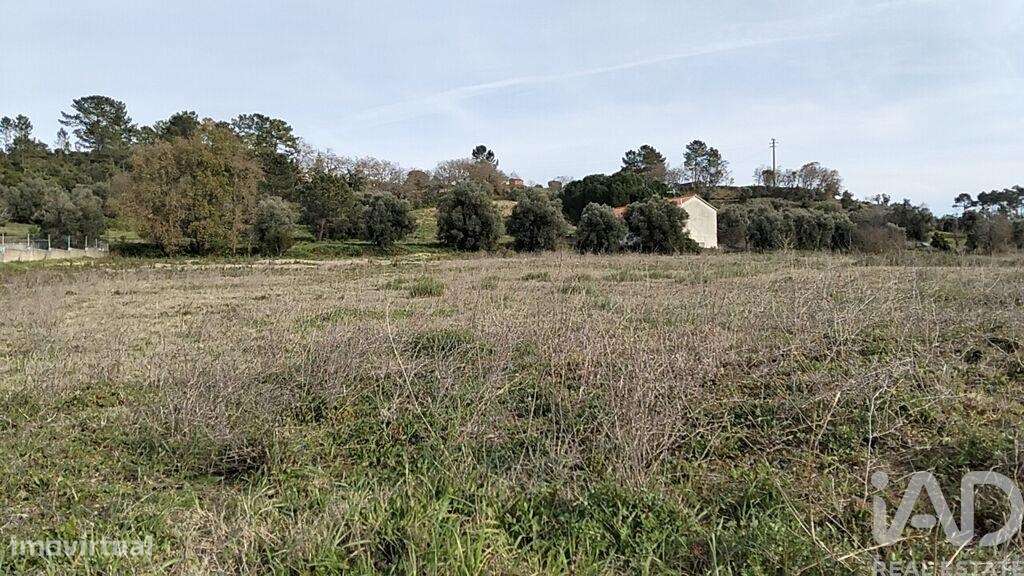 Terreno em Tomar (São João Baptista) e Santa Maria dos Olivais de 1308 - Grande imagem: 1/28