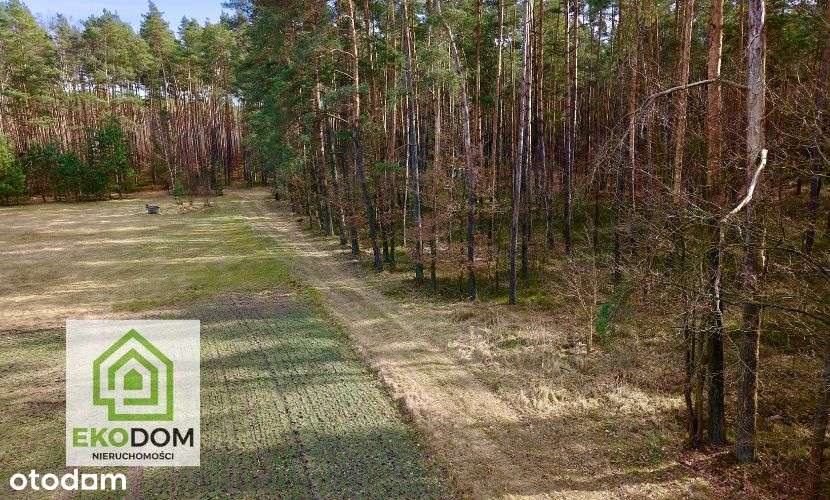 Dwie malownicze  działki pod lasem 1017 i 1957 m2 / Panoszów-9