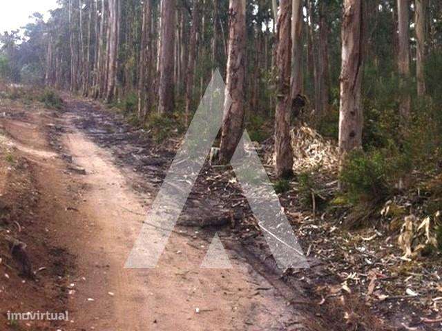 Terreno eucaliptal a um passo do centro de Ílhavo - Grande imagem: 3/6