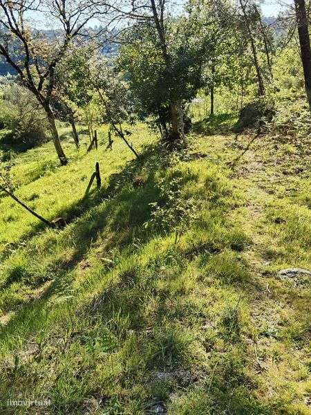 Terreno rústico com 2953 m2 com fácil acesso - Grande imagem: 5/7