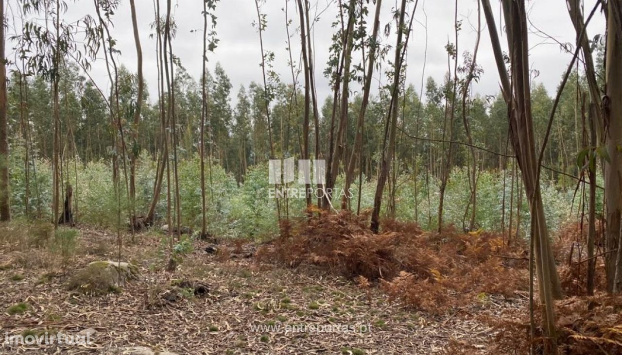 Venda Terreno com área de 3800 m2, São Lourenço do Douro, Marco de