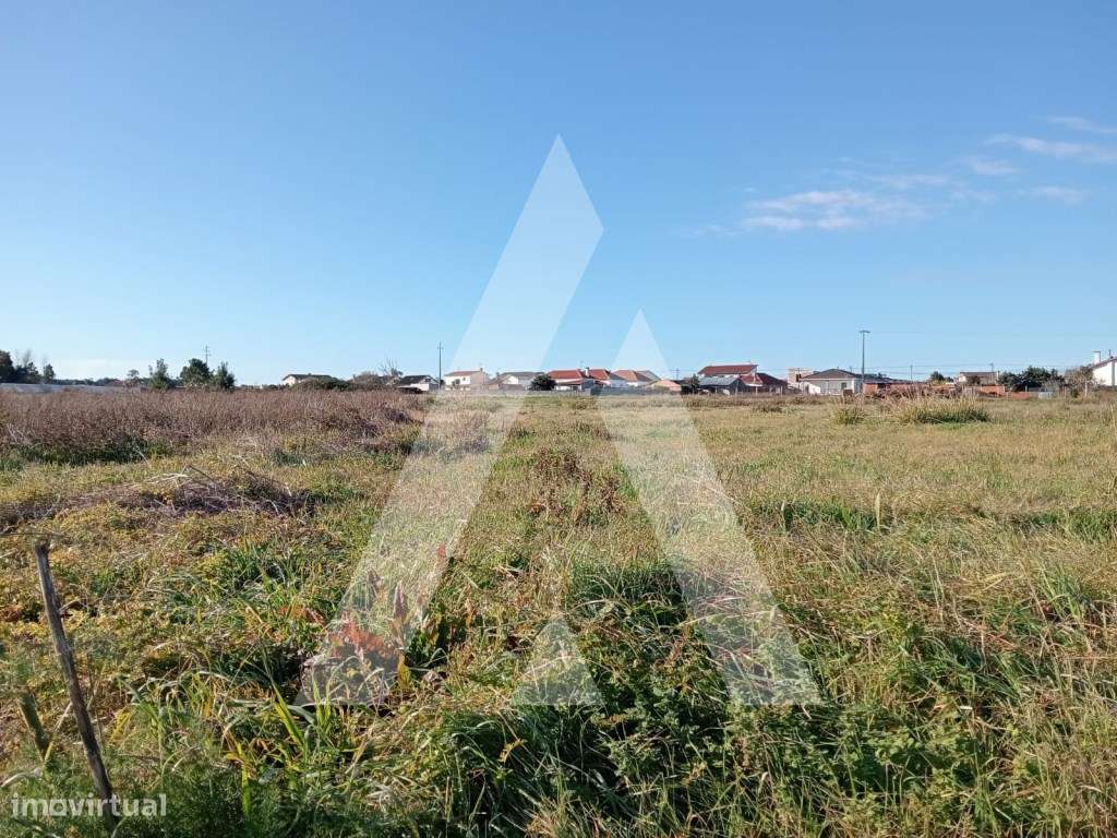 Terreno em Calvão - Vagos - Grande imagem: 4/14