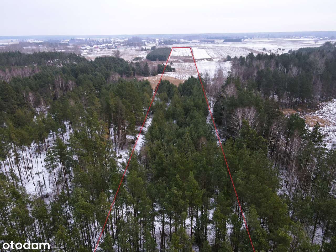 ELIASZUKI Dz o pow 4,4310 ha z własnym Puszczańskim Lasem BEZ SASIADÓW-13