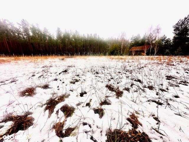 Murzynowo Leśne działka budowlana przy lesie-3