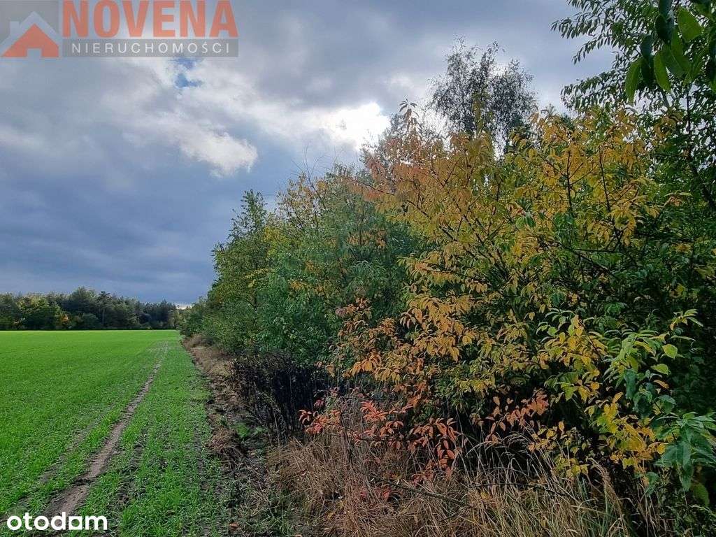 Ostrowina, działki wśród drzew - Pełny obrazek: 4/11