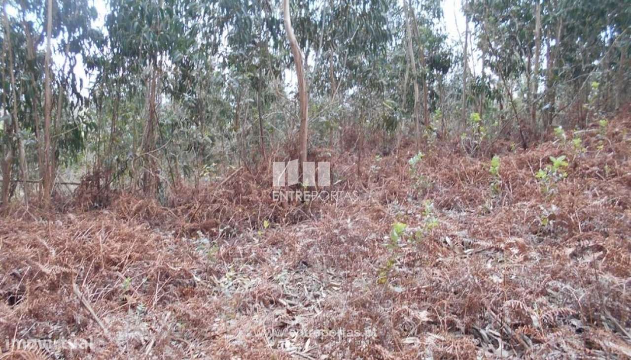 Venda de Terreno florestal, Carreço, Viana do Castelo - Grande imagem: 4/26