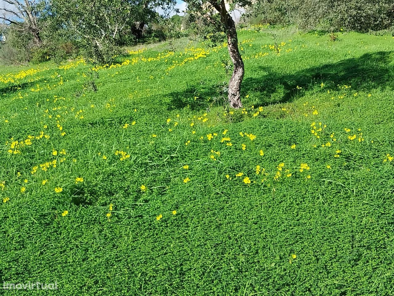 Lote de terreno Rustico