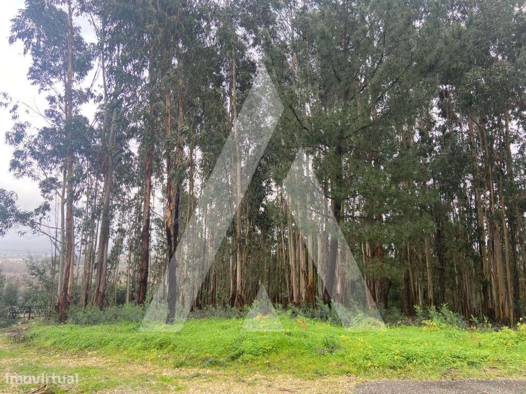 Terreno em Sangalhos - Grande imagem: 2/7