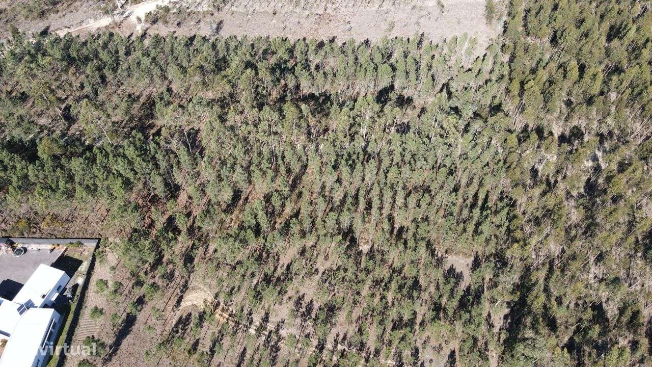 Terreno Florestal - Grande imagem: 4/6