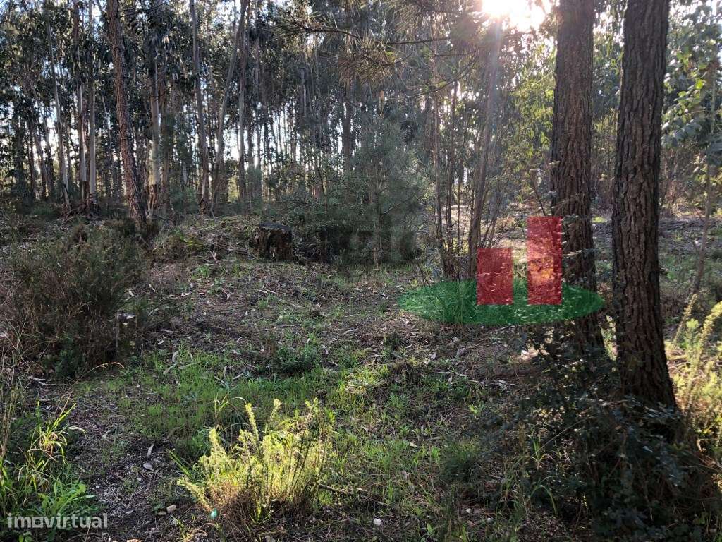Terrenos com Viabilidade Construtiva em Asseiceira - Rio Maior***RI... - Grande imagem: 4/6