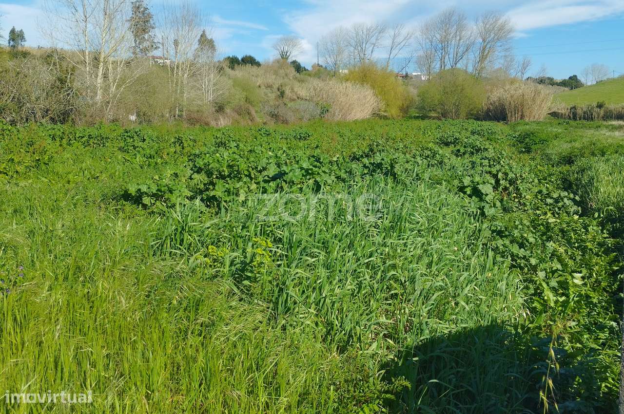 Terreno Rústico Leirão - Grande imagem: 3/20