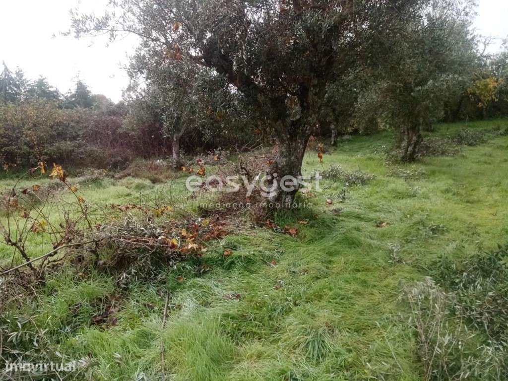 Excelente Terreno Rústico com Olival, em Povoa Rio de Moinhos - Grande imagem: 4/21